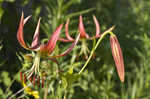 Turk's cap lily